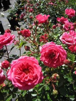 Strauchrose Amulett